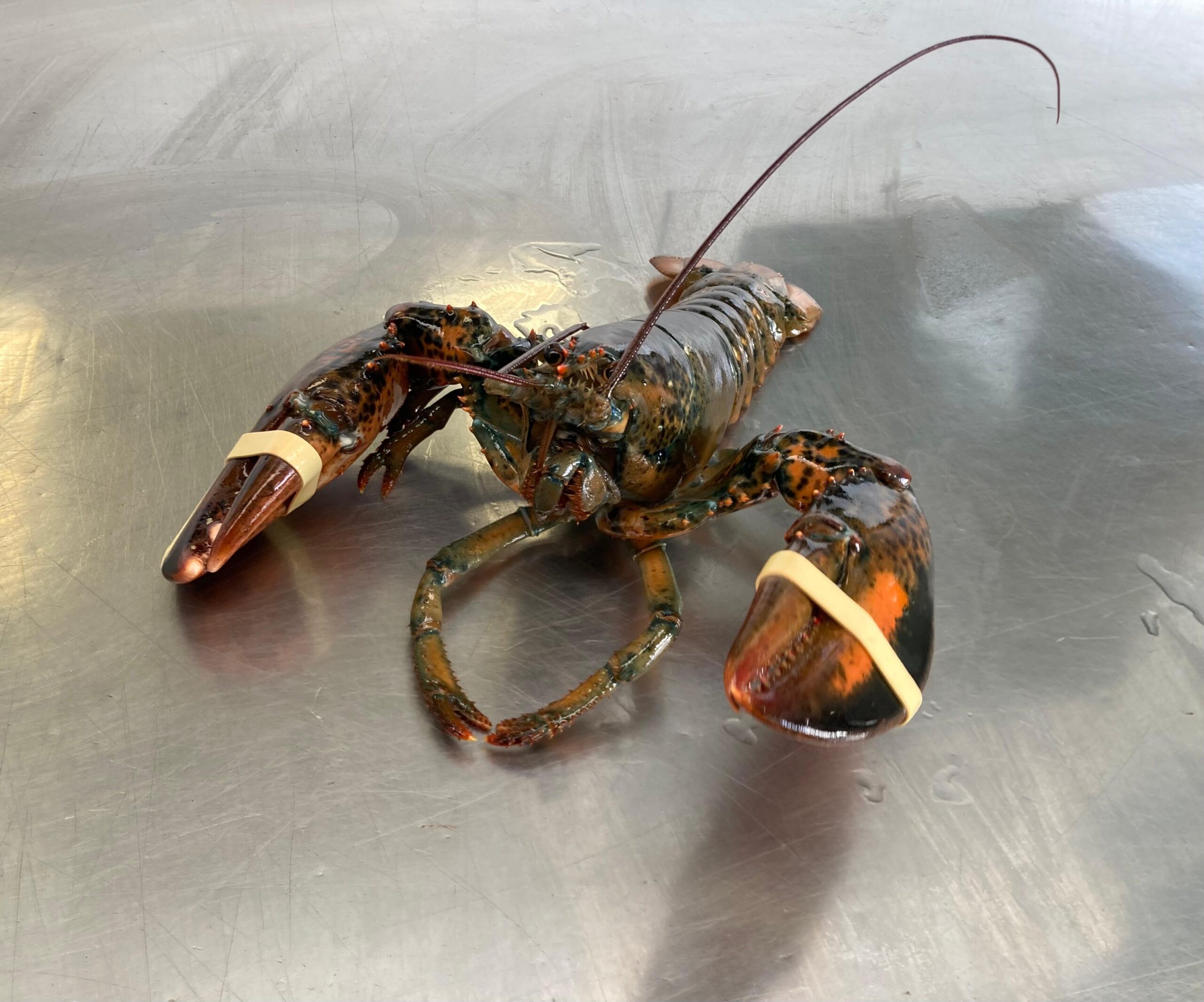 Bogavante Canandiense