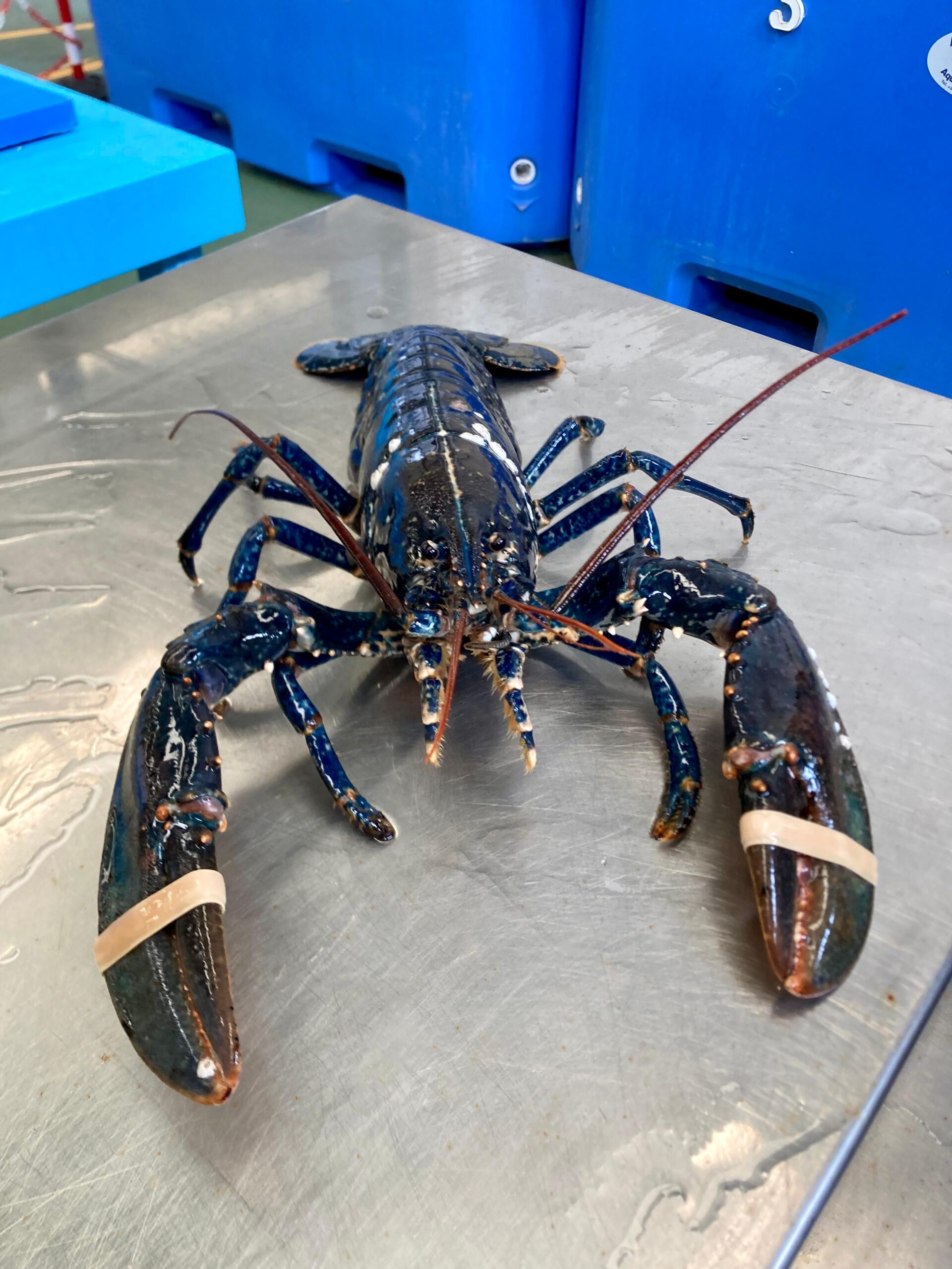 Bogavante azul frente